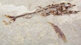 Predatory Eurypholis Fossil Fish With Shrimp - Part/Counterpart #24126-5